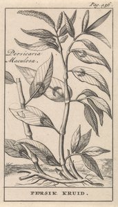 broskvové koření Persicaria Maculosa / bylina Persik (název na objektu) od Caspar Luyken