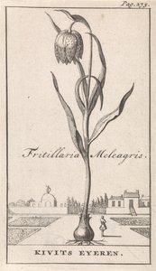 Titulní strana a osm výtisků s květinami Kievitsbloem Fritillaria Meleagris / Kivits Eyeren (název na objektu) od Caspar Luyken
