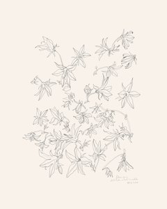 Studie botanických květů