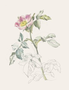 Jemná růžová divoká růže od Catalina Somolinos