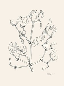 Vánoční jmelí – černobílá kresba