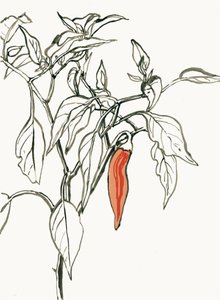 Živá kresba s chilli papričkami