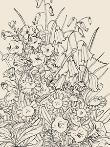 Divoké zahradní květiny od Catalina Somolinos