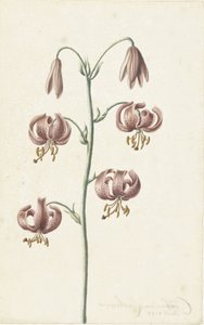 Větvička s červenohnědými liliemi od Catharina Lintheimer