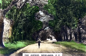 Oak Avenue, Newlands, Johannesburg, Gauteng, Jižní Afrika, 20. léta 20. století. od Cavenders Ltd