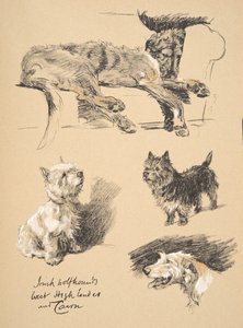 Irský vlkodav, West Highlander a Cairn, 1930, ilustrace z jeho knihy náčrtů použité pro „Just mezi přáteli“, Aldin, Cecil Charles Windsor (1870-1935), později vydal Eyre a Spottiswoode L. od Cecil Charles Windsor Aldin
