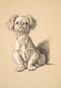 Peke, 1930, ilustrace z jeho Sketch Book použité pro Just Among Friends, Aldin, Cecil Charles Windsor (1870-1935), později vydal Eyre a Spottiswoode Limited, 1934, Chalk and Charcoal on pape od Cecil Charles Windsor Aldin