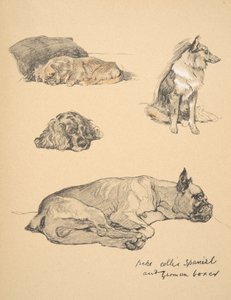 Peke, kolie, španěl a německý boxer, 1930, ilustrace z jeho knihy náčrtů pro „Just mezi přáteli“, Aldin, Cecil Charles Windsor (1870-1935), vydal Eyre a Spottiswoode Limited, 1934, C od Cecil Charles Windsor Aldin