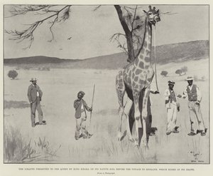 Žirafu daroval královně král Khama na její původní půdě před plavbou do Anglie, která skončila její smrtí od Cecil Charles Windsor Aldin
