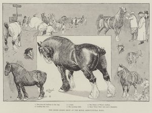 Shire Horse Show v Royal Agricultural Hall od Cecil Charles Windsor Aldin