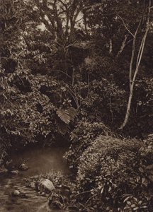 Mexiko: Les u Miradoru, Panorama panenského lesa (č/b foto)
