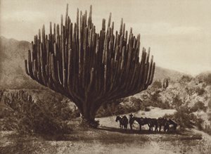 Mexiko: Kaktus ve tvaru Candelero, Oaxaca (černobílá fotografie)