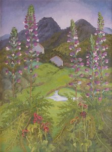 Acanthus od Cedric Morris