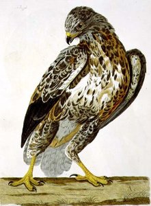 Talíř káně (Buteo buteo) z „The British Zoology, Class II: Birds“, vyrytý Peterem Mazellem (fl.1761-97) 1766 (rytina) od Charles (after) Collins