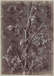 Studie met takken   1371880   cs       czech Successfully Translated  Original: Ellen Peabody Endicott (Mrs. William Crowninshield Endicott) Translat: Ellen Peabody Endicott (Mrs. William Crowninshield Endicott) 1219602 cs czech Successfully Translated Ori