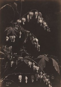 Květinové zátiší (Bleeding Hearts)