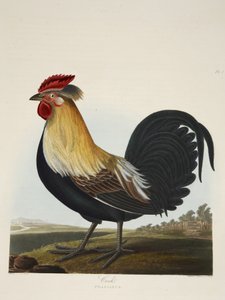 Kohout, Phasianus, z 
