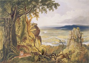 Comuti nebo Taquiare Rock, na řece Essequibo, z 