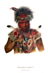 Nesouaquoit („Medvěd ve větvích stromu“) od Charles Bird King