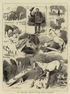 Broncho Horses v Královském akváriu