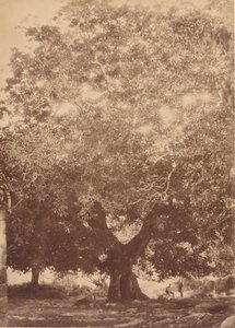 Ořech císaře Karla V., Yuste, 1858.