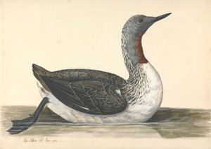 A Red Throated Diver, červen 1742 od Charles Collins