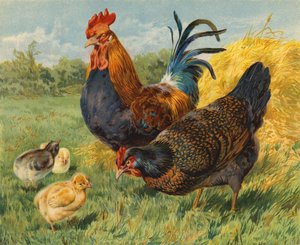 Kuřata (chromolitho)
