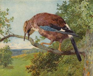 Jay euroasijský (chromolitho) od Charles Collins