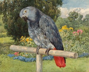 Papoušek šedý (chromolitho) od Charles Collins