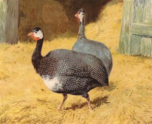 Morčata (chromolitho) od Charles Collins