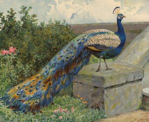 páv (chromolitho)