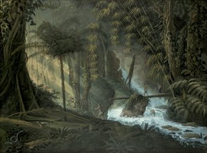 Brazilský les od Charles Comte de Clarac