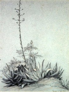 Kvetoucí Yucca od Charles Damour