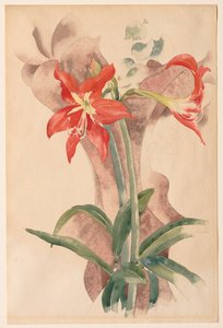 Amarylis od Charles Demuth