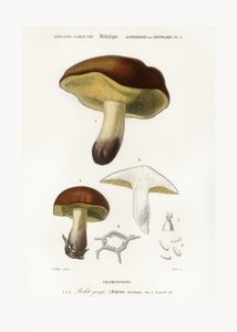 Houba (Boletus circinans) od Charles Dessalines D