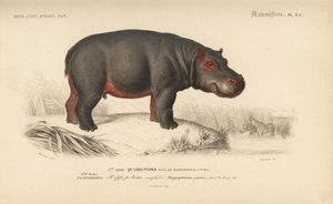 Hroch, z "Dictionnaire Universel d