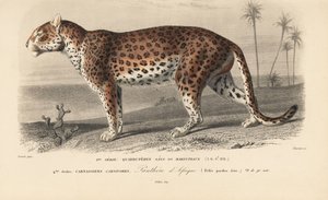 Leopard, z "Dictionnaire Universel d