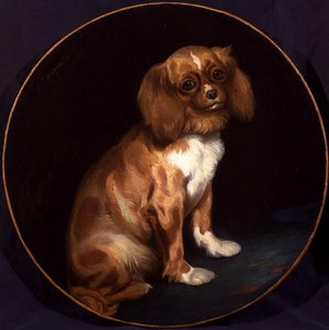 King Charles španěl