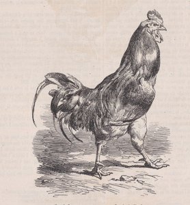 Farmářský kohout, běžné plemeno., od Magasin Pittoresque, ca. 1852. od Charles Emile Jacque