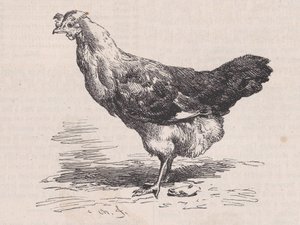 Obyčejná francouzská slepice, chudá vrstva., od Magasin Pittoresque, ca. 1852. od Charles Emile Jacque