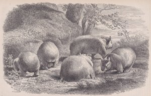 Wombat, z Le Magasin Pittoresque, ca. 1852. od Charles Emile Jacque