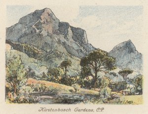 Jihoafrická republika: Kirstenbosch Gardens, CP (barevná litografie) od Charles Ernest Peers
