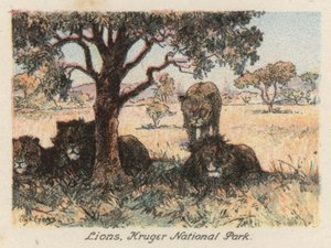 Jihoafrická republika: Lvi, Krugerův národní park (barevná litografie)