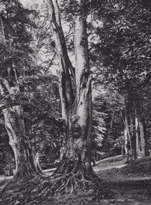 Polana v parku Knole (čb fotografie) od Charles Essenhigh Corke