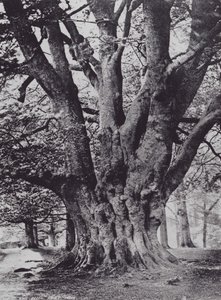 King Beech, Knole Park (černobílá fotografie) od Charles Essenhigh Corke