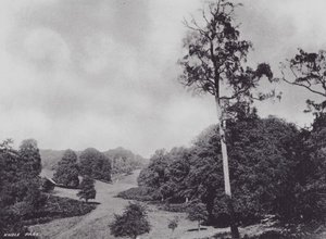 Park Knole (čb fotografie) od Charles Essenhigh Corke