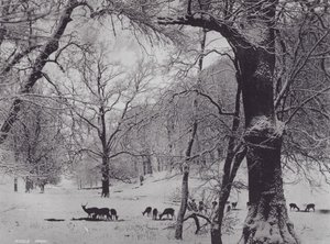 Knole Park (černobílá fotografie) od Charles Essenhigh Corke