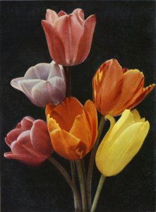 Květnové kvetoucí tulipány (barevné foto) od Charles Essenhigh Corke