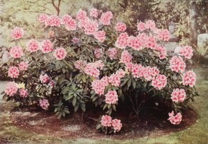 Rhododendron Pink Pearl, v "The Heights", Witley, rezidence paní Farnhamové (barevné foto)