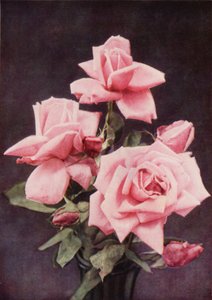 Rose Lady Ashtown (barevná fotografie)
